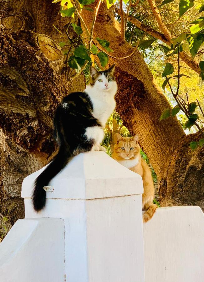 Vergeet-My-Niet Prince Albert Dış mekan fotoğraf